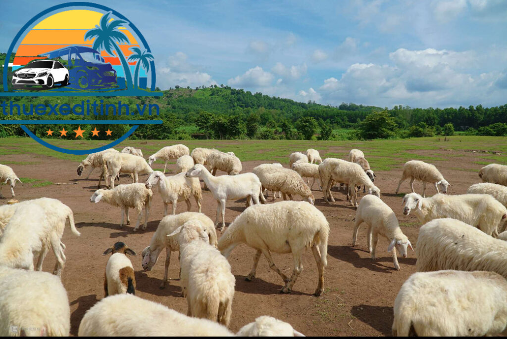 Hình ảnh Đồng Cừu Suối Nghệ
