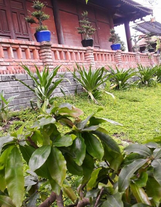 nhà cổ có nhiều cây phía trước thảm cỏ màu xanh xung quanh nhà tại DU LỊCH VẠN HƯƠNG MAI