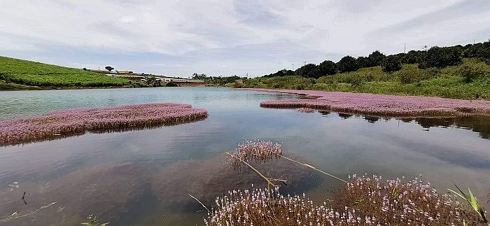 Hồ Tảo Hồng, Đồi chè Tâm Châu