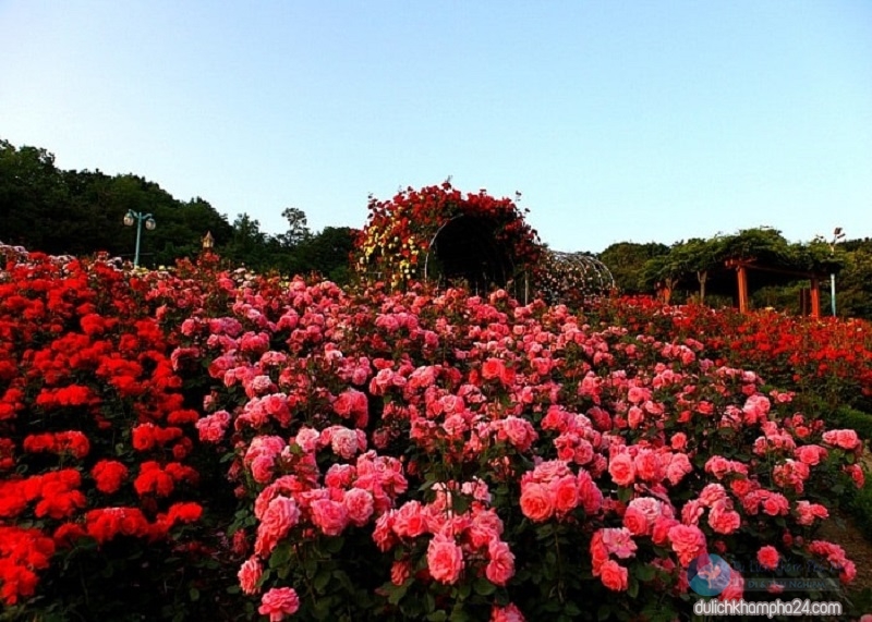 bông hoa đỏ rực giữa bầu trời - Từ Hà Nội đi Sapa