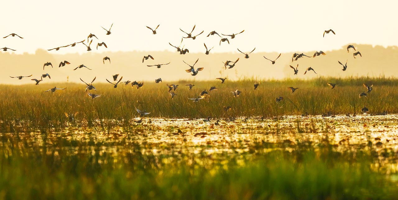 những chú chim đua nhau tung cánh trong bầu trời chiều trên những đồng lúa ngập nước mênh mông