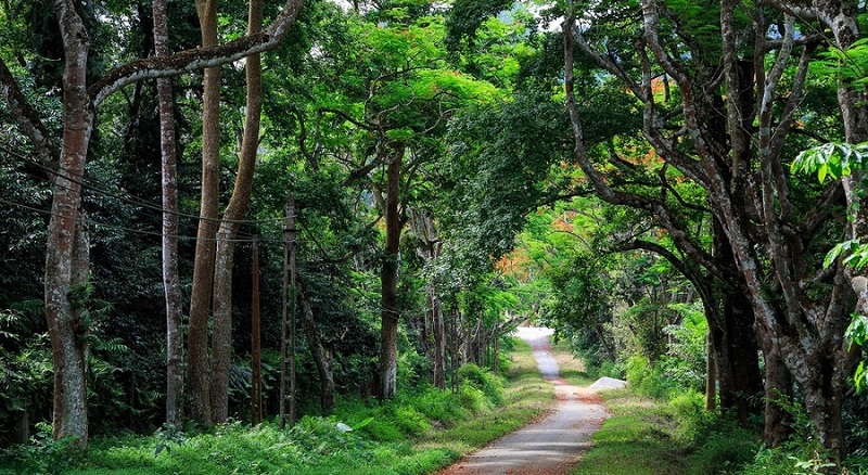 Vườn cây xanh rậm - Review du lịch Ninh Bình